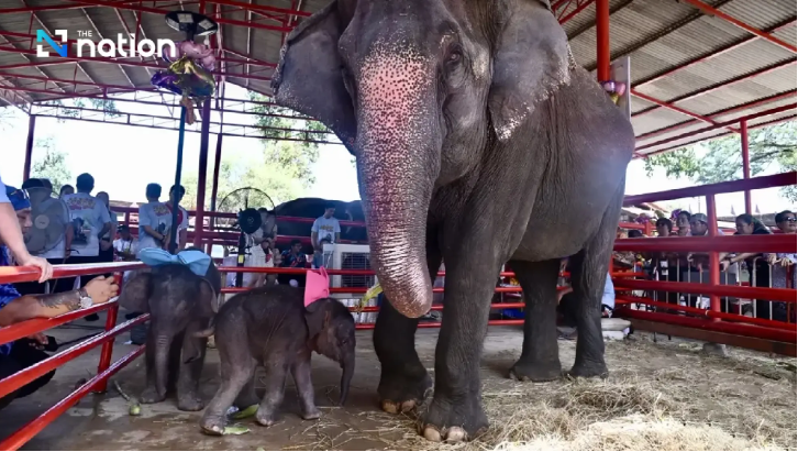Biksu Thailand Berkati Gajah Kembar Beda Kelamin Pertama di Dunia